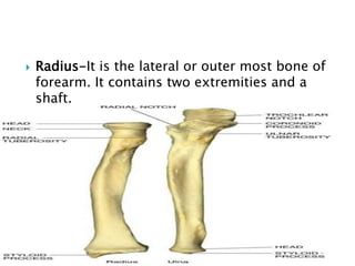  Radius-It is the lateral or outer most bone of
forearm. It contains two extremities and a
shaft.
 