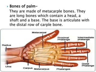  Bones of palm-
They are made of metacarple bones. They
are long bones which contain a head, a
shaft and a base. The base is articulate with
the distal row of carple bone.
 
