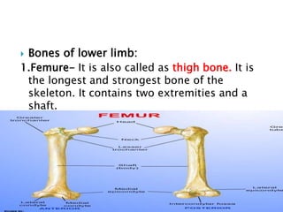  Bones of lower limb:
1.Femure- It is also called as thigh bone. It is
the longest and strongest bone of the
skeleton. It contains two extremities and a
shaft.
 