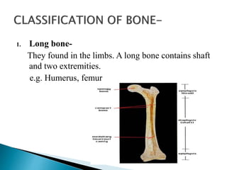 1. Long bone-
They found in the limbs. A long bone contains shaft
and two extremities.
e.g. Humerus, femur
 