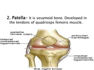 2. Patella- It is sesamoid bone. Developed in
the tendons of quadriceps femoris muscle.
 