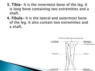 3. Tibia- It is the innermost bone of the leg. It
is long bone containing two extremities and a
shaft.
4. Fibula- It is the lateral and outermost bone
of the leg. It also contain two extremities and
a shaft.
 