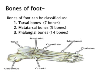 Bones of foot can be classified as:
1. Tarsal bones (7 bones)
2. Metatarsal bones (5 bones)
3. Phalangial bones (14 bones)
 