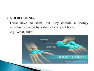 2. SHORT BONE-
These have no shaft, but they contain a spongy
substance covered by a shell of compact bone.
e.g. Wrist, ankel.
 