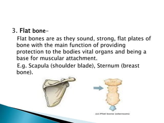 3. Flat bone-
Flat bones are as they sound, strong, flat plates of
bone with the main function of providing
protection to the bodies vital organs and being a
base for muscular attachment.
E.g. Scapula (shoulder blade), Sternum (breast
bone).
 