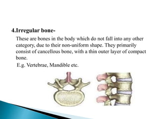 4.Irregular bone-
These are bones in the body which do not fall into any other
category, due to their non-uniform shape. They primarily
consist of cancellous bone, with a thin outer layer of compact
bone.
E.g. Vertebrae, Mandible etc.
 