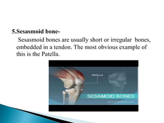5.Sesasmoid bone-
Sesasmoid bones are usually short or irregular bones,
embedded in a tendon. The most obvious example of
this is the Patella.
 