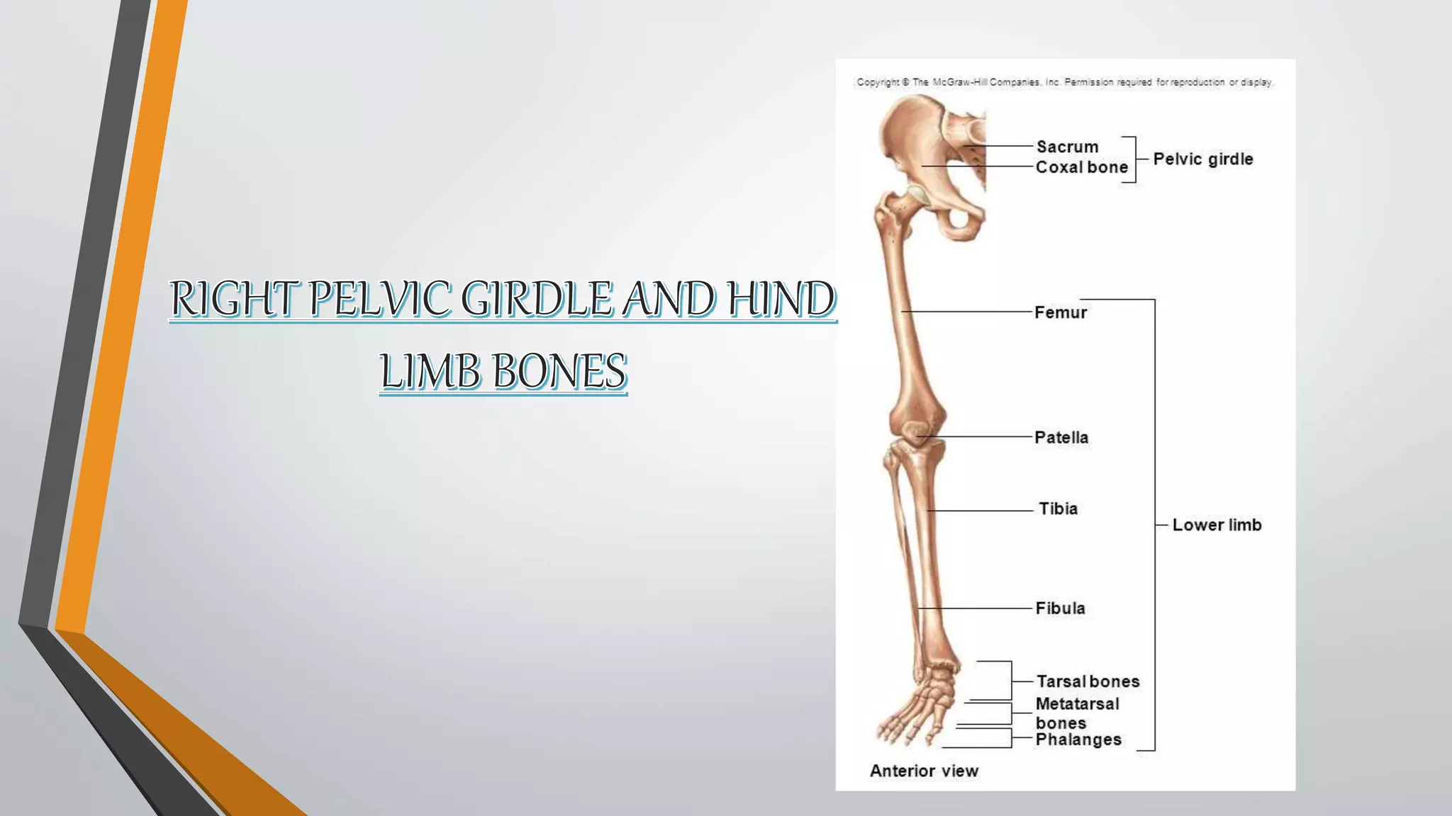 Skeletal system | PPT
