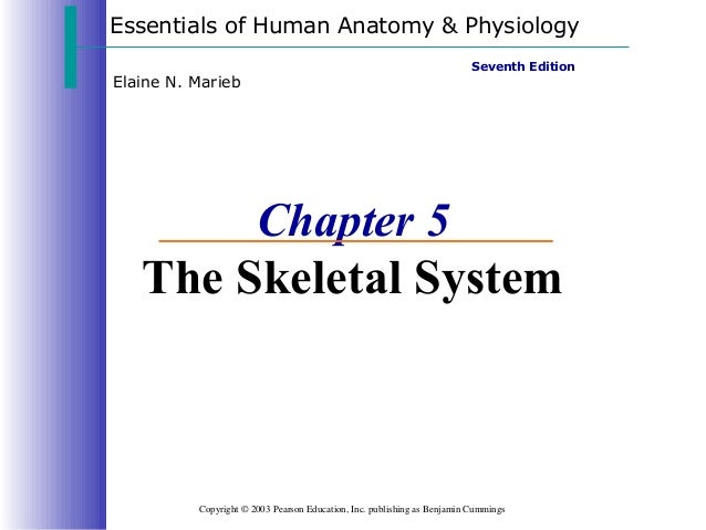 Skeletal System 2