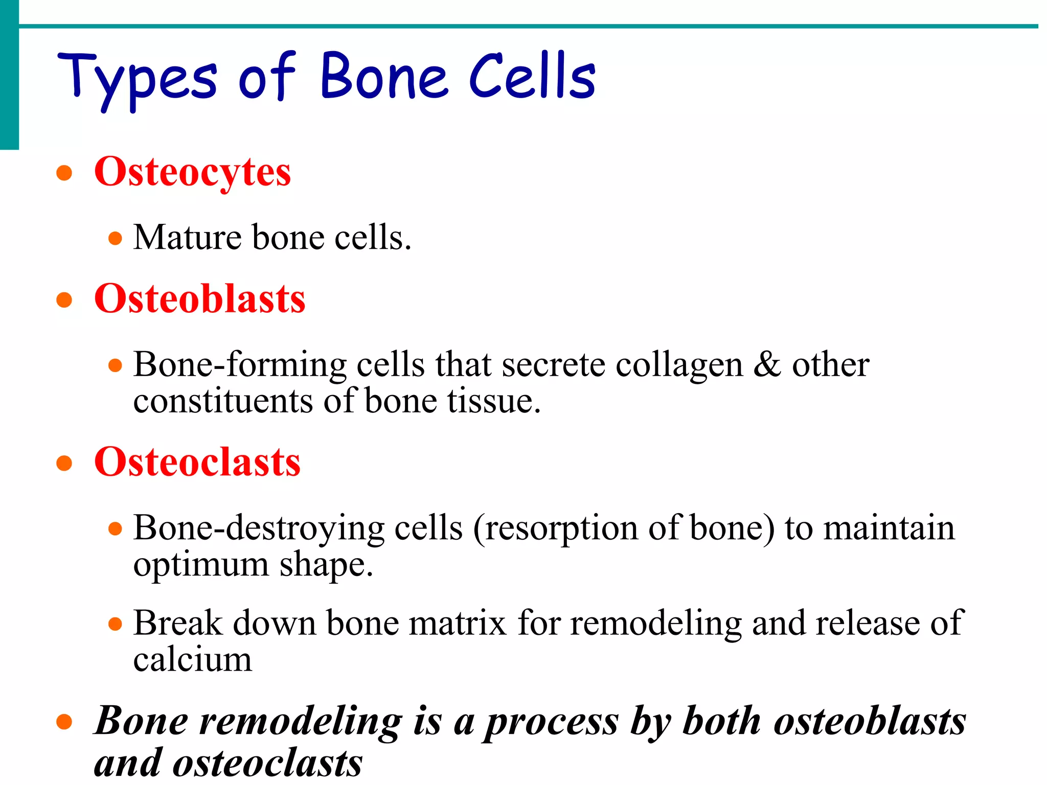Types of Bone Cells
 Osteocytes
 Mature bone cells.
 Osteoblasts
 Bone-forming cells that secrete collagen & other
constituents of bone tissue.
 Osteoclasts
 Bone-destroying cells (resorption of bone) to maintain
optimum shape.
 Break down bone matrix for remodeling and release of
calcium
 Bone remodeling is a process by both osteoblasts
and osteoclasts
 