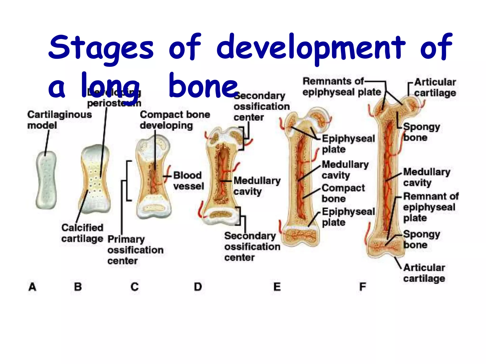 Stages of development of
a long bone
 