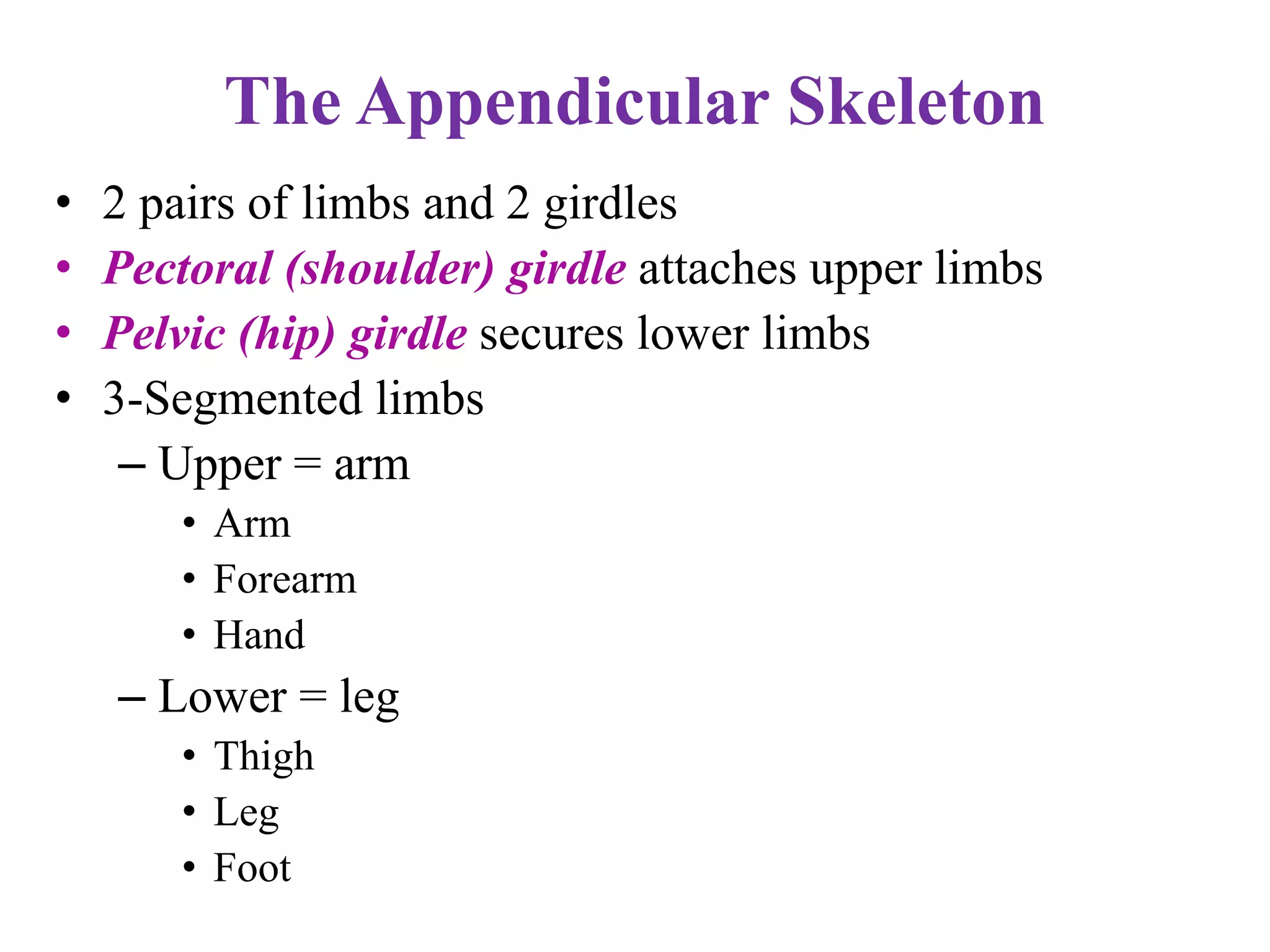 The Appendicular Skeleton
• 2 pairs of limbs and 2 girdles
• Pectoral (shoulder) girdle attaches upper limbs
• Pelvic (hip) girdle secures lower limbs
• 3-Segmented limbs
– Upper = arm
• Arm
• Forearm
• Hand
– Lower = leg
• Thigh
• Leg
• Foot
 