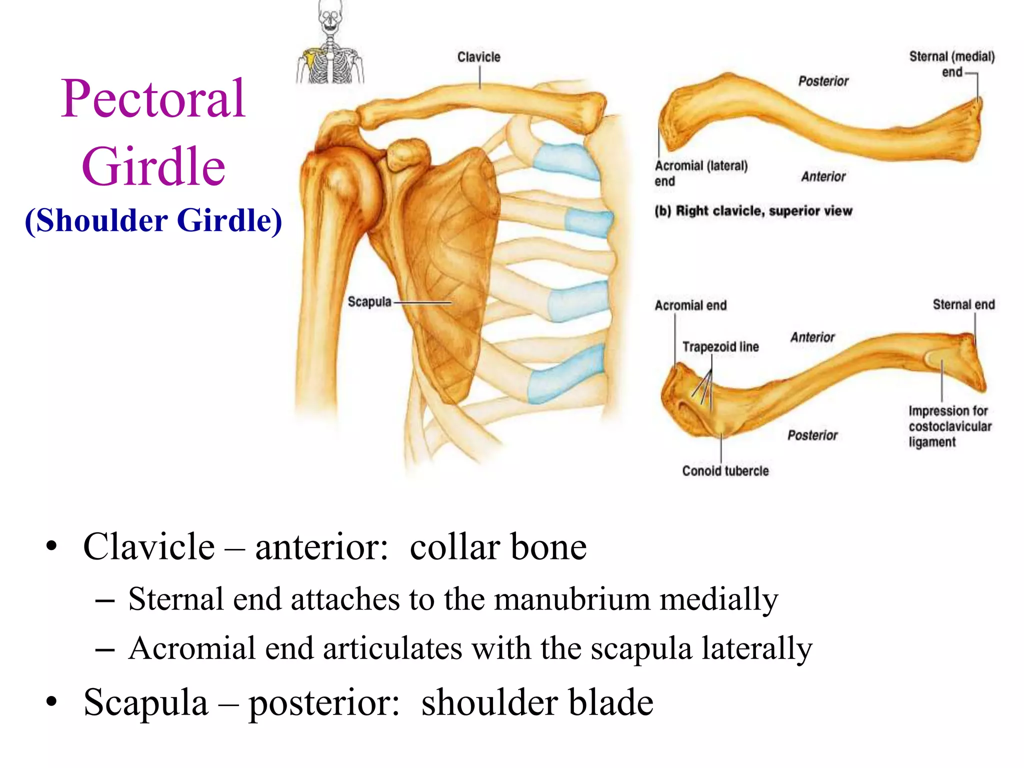 Pectoral
Girdle
(Shoulder Girdle)
• Clavicle – anterior: collar bone
– Sternal end attaches to the manubrium medially
– Acromial end articulates with the scapula laterally
• Scapula – posterior: shoulder blade
 