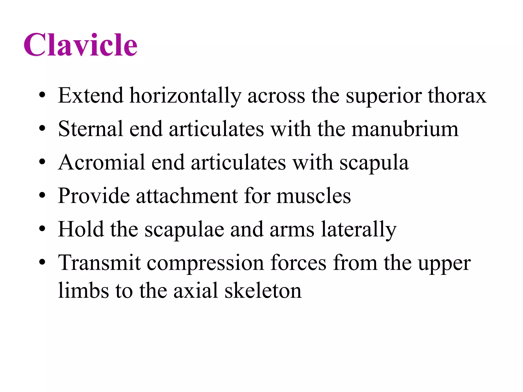 Clavicle
• Extend horizontally across the superior thorax
• Sternal end articulates with the manubrium
• Acromial end articulates with scapula
• Provide attachment for muscles
• Hold the scapulae and arms laterally
• Transmit compression forces from the upper
limbs to the axial skeleton
 
