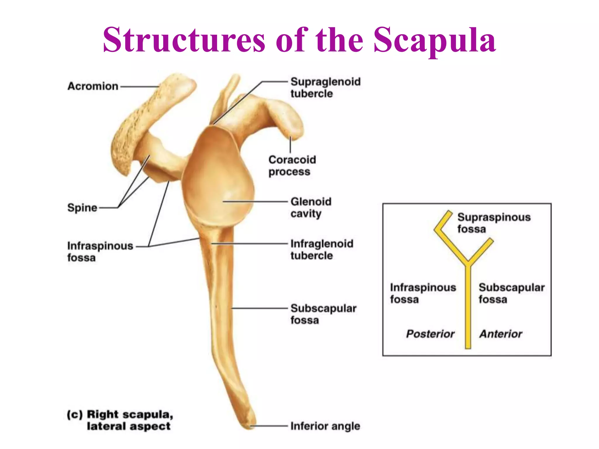 Structures of the Scapula
 