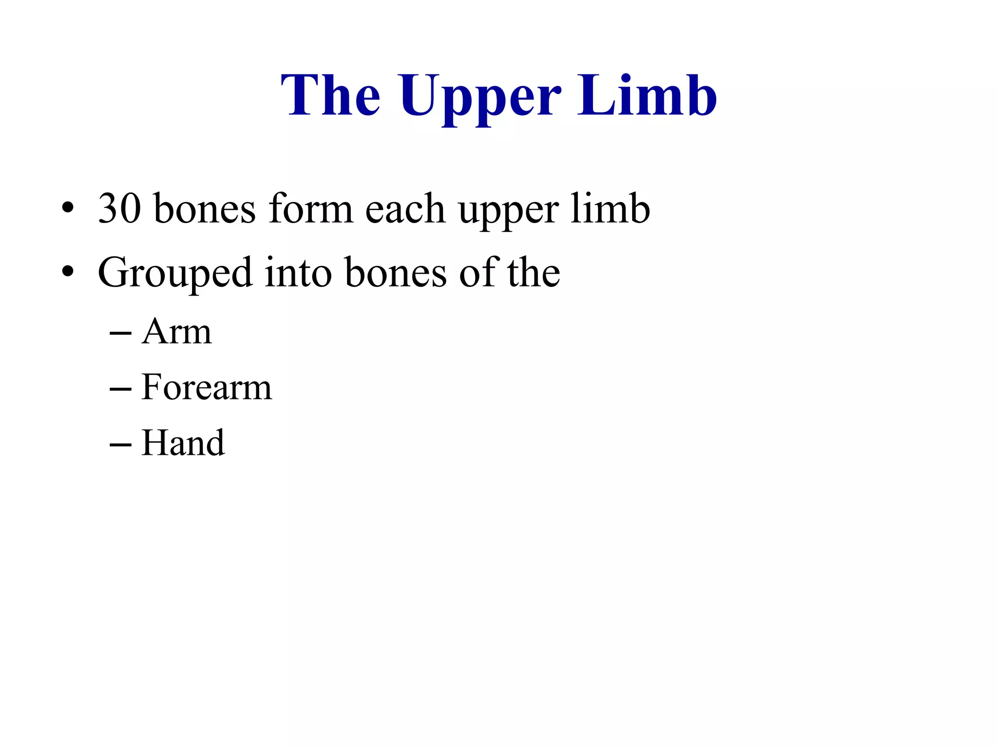 The Upper Limb
• 30 bones form each upper limb
• Grouped into bones of the
– Arm
– Forearm
– Hand
 
