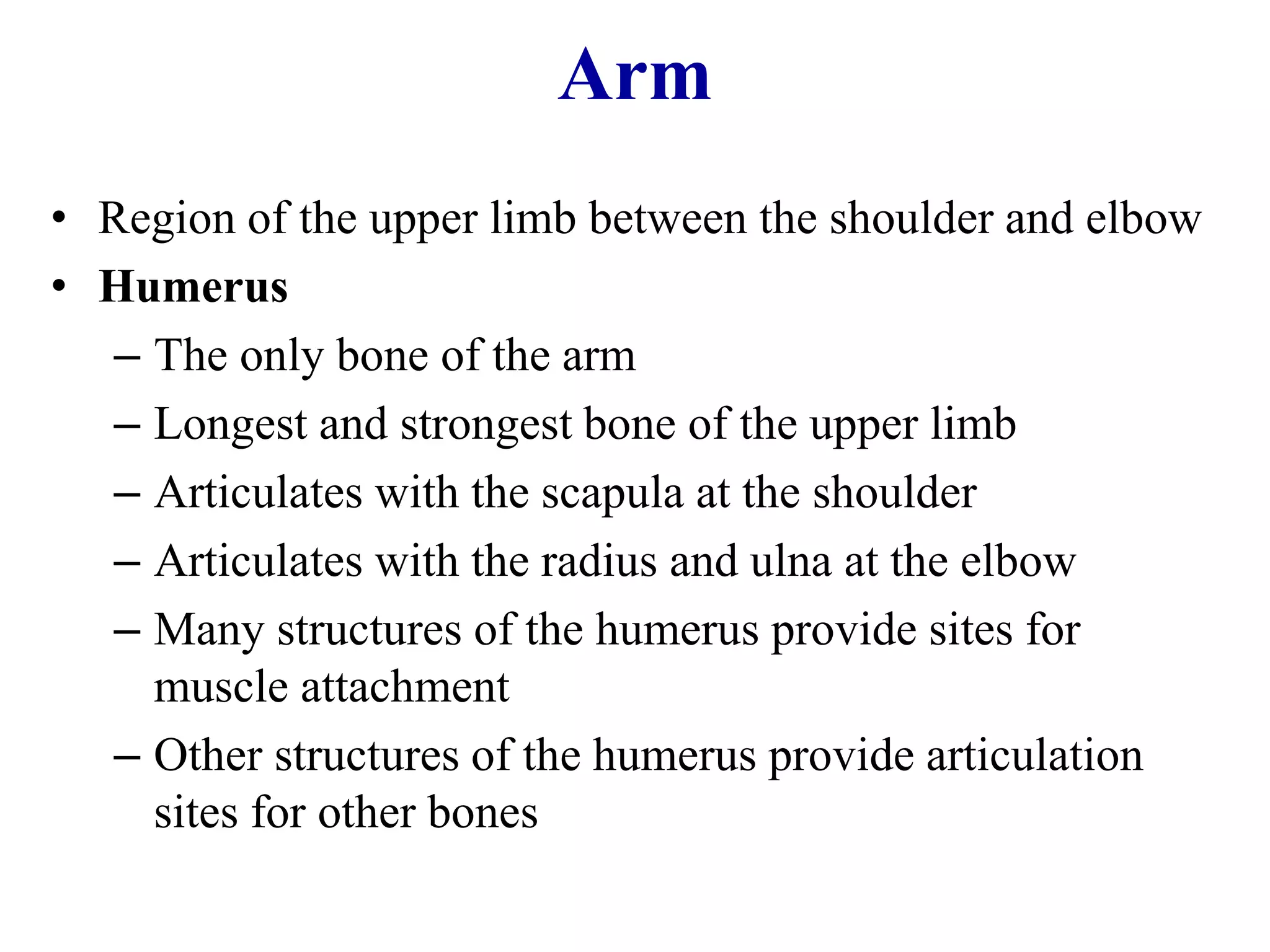 Arm
• Region of the upper limb between the shoulder and elbow
• Humerus
– The only bone of the arm
– Longest and strongest bone of the upper limb
– Articulates with the scapula at the shoulder
– Articulates with the radius and ulna at the elbow
– Many structures of the humerus provide sites for
muscle attachment
– Other structures of the humerus provide articulation
sites for other bones
 