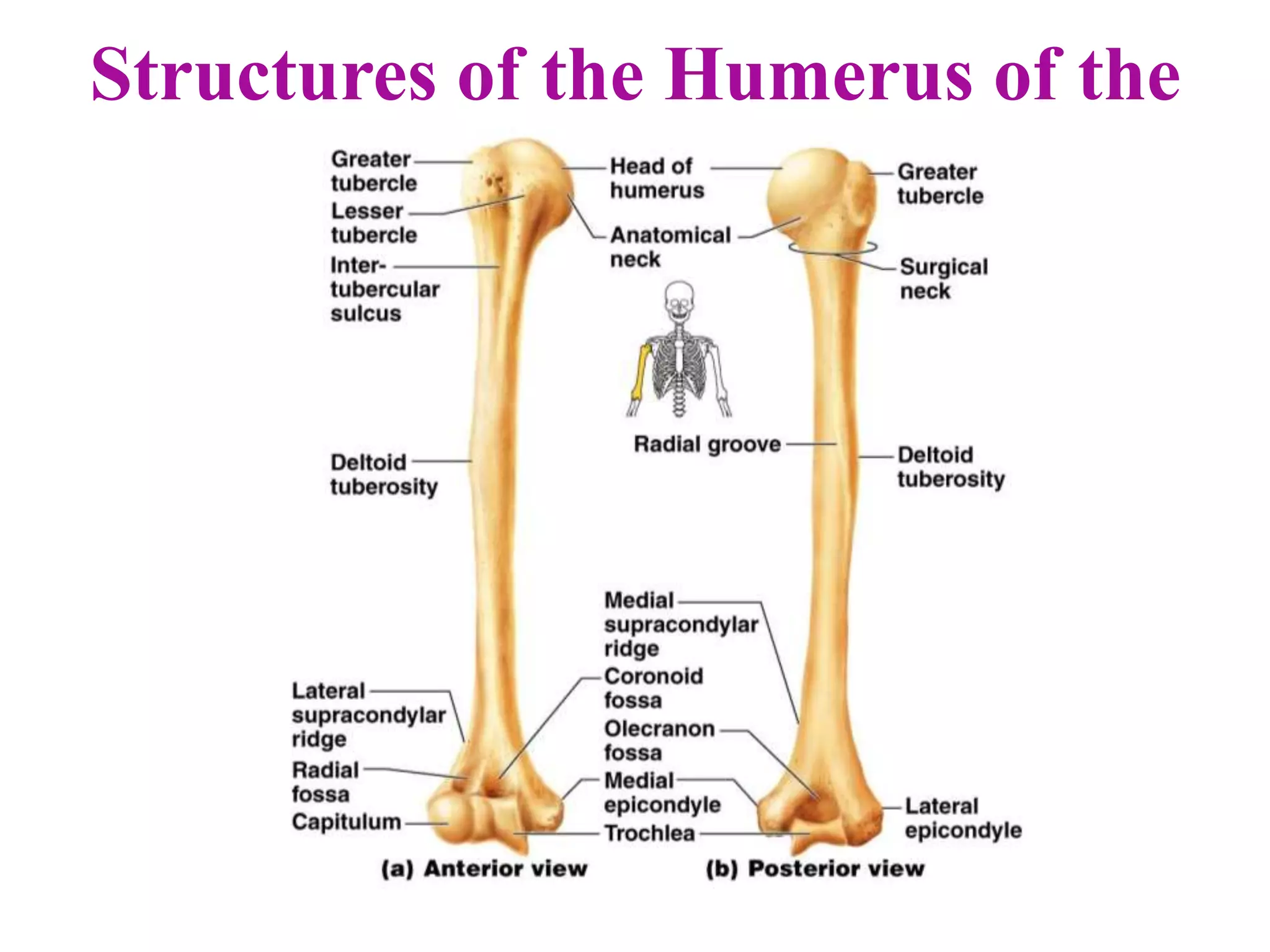 Structures of the Humerus of the
Right Arm
 