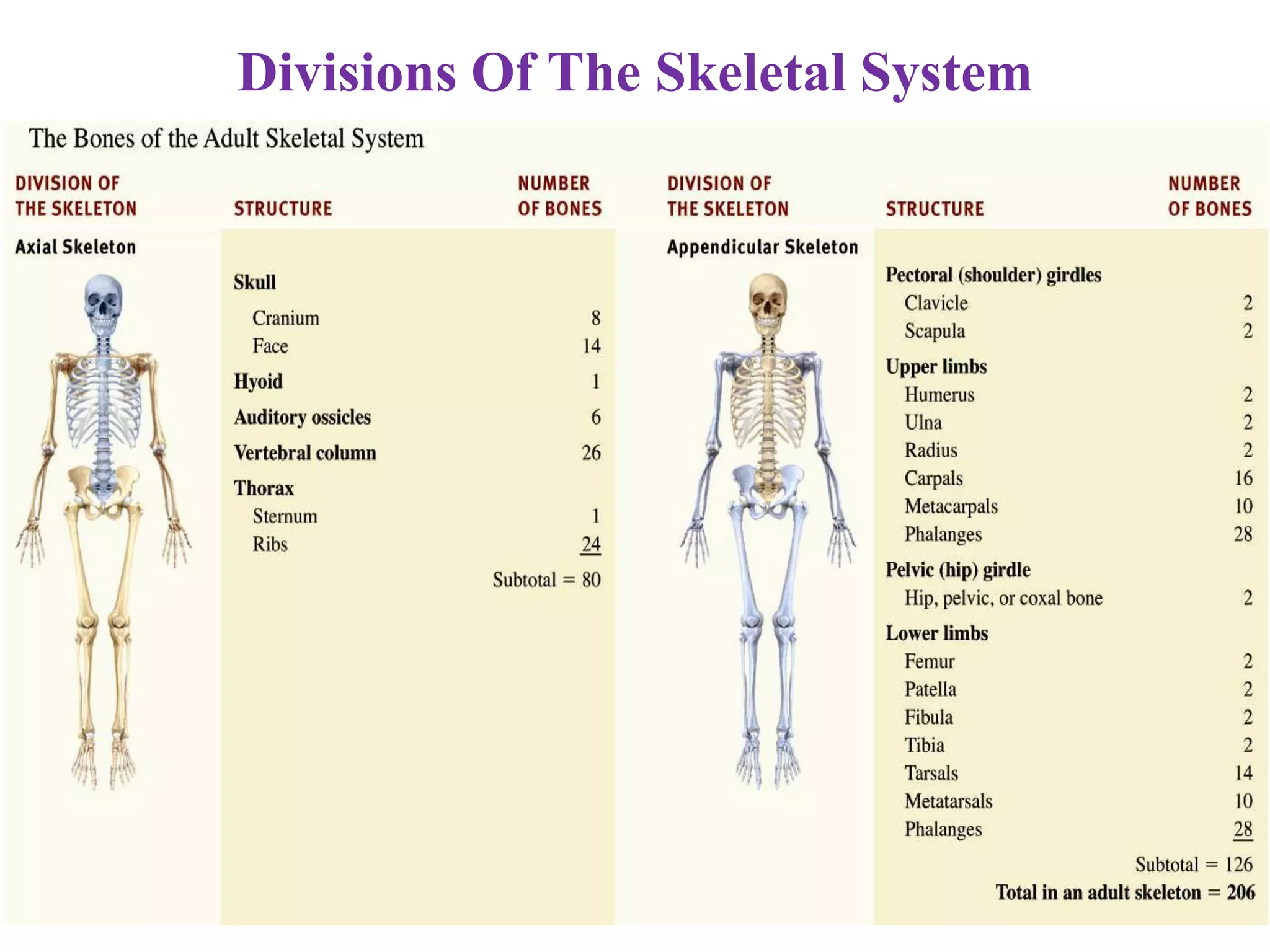 Divisions Of The Skeletal System
 