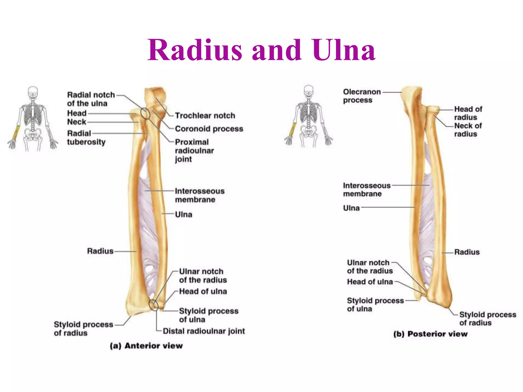 Radius and Ulna
 