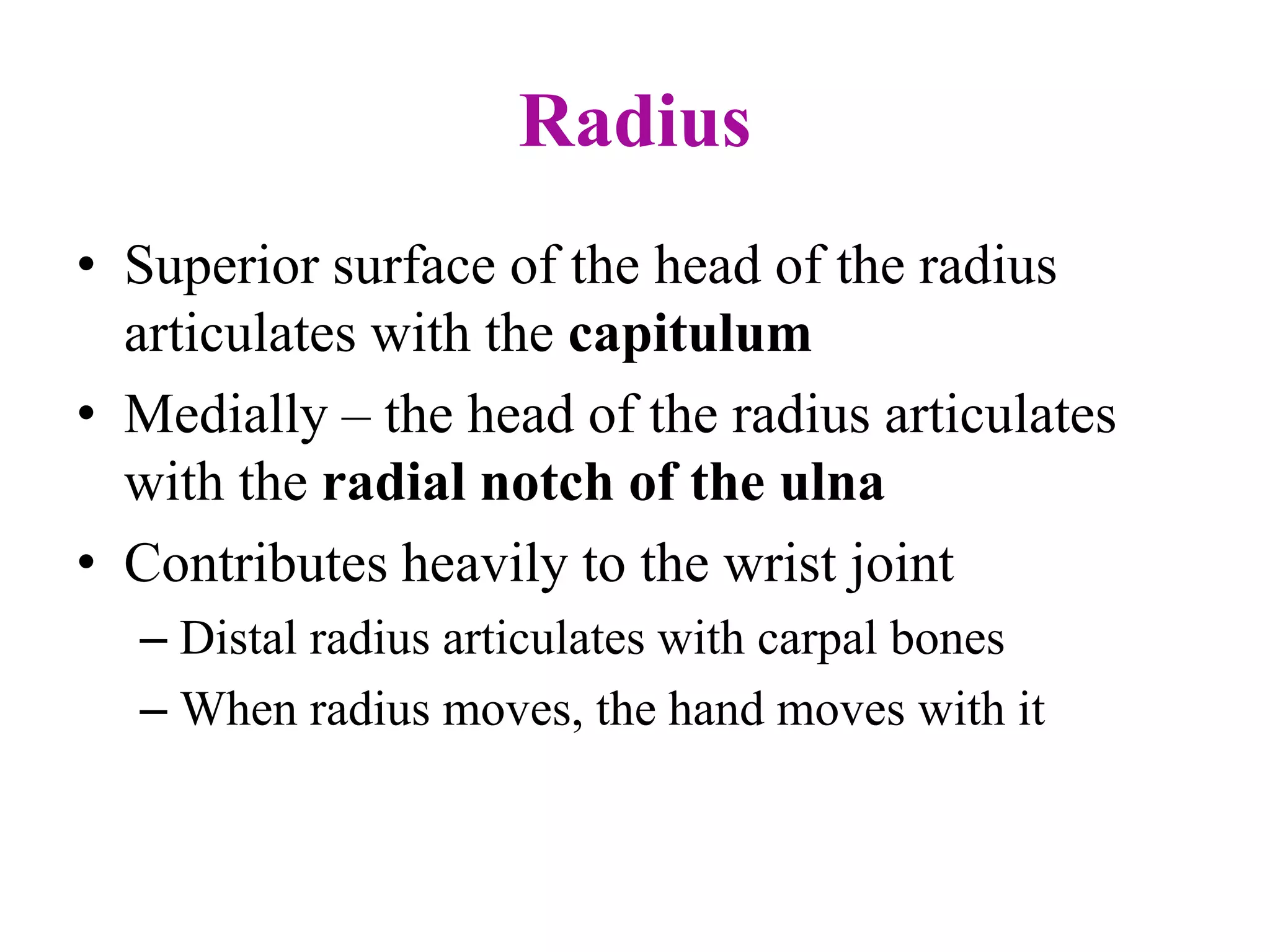 Radius
• Superior surface of the head of the radius
articulates with the capitulum
• Medially – the head of the radius articulates
with the radial notch of the ulna
• Contributes heavily to the wrist joint
– Distal radius articulates with carpal bones
– When radius moves, the hand moves with it
 