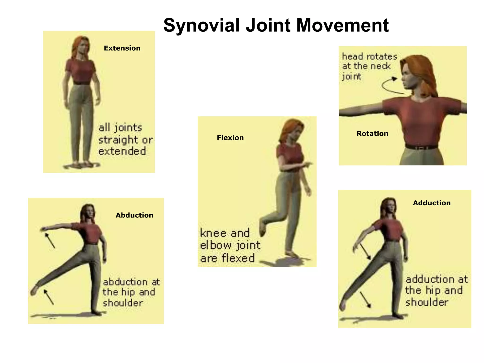 Abduction
Extension
Rotation
Flexion
Adduction
Synovial Joint Movement
 