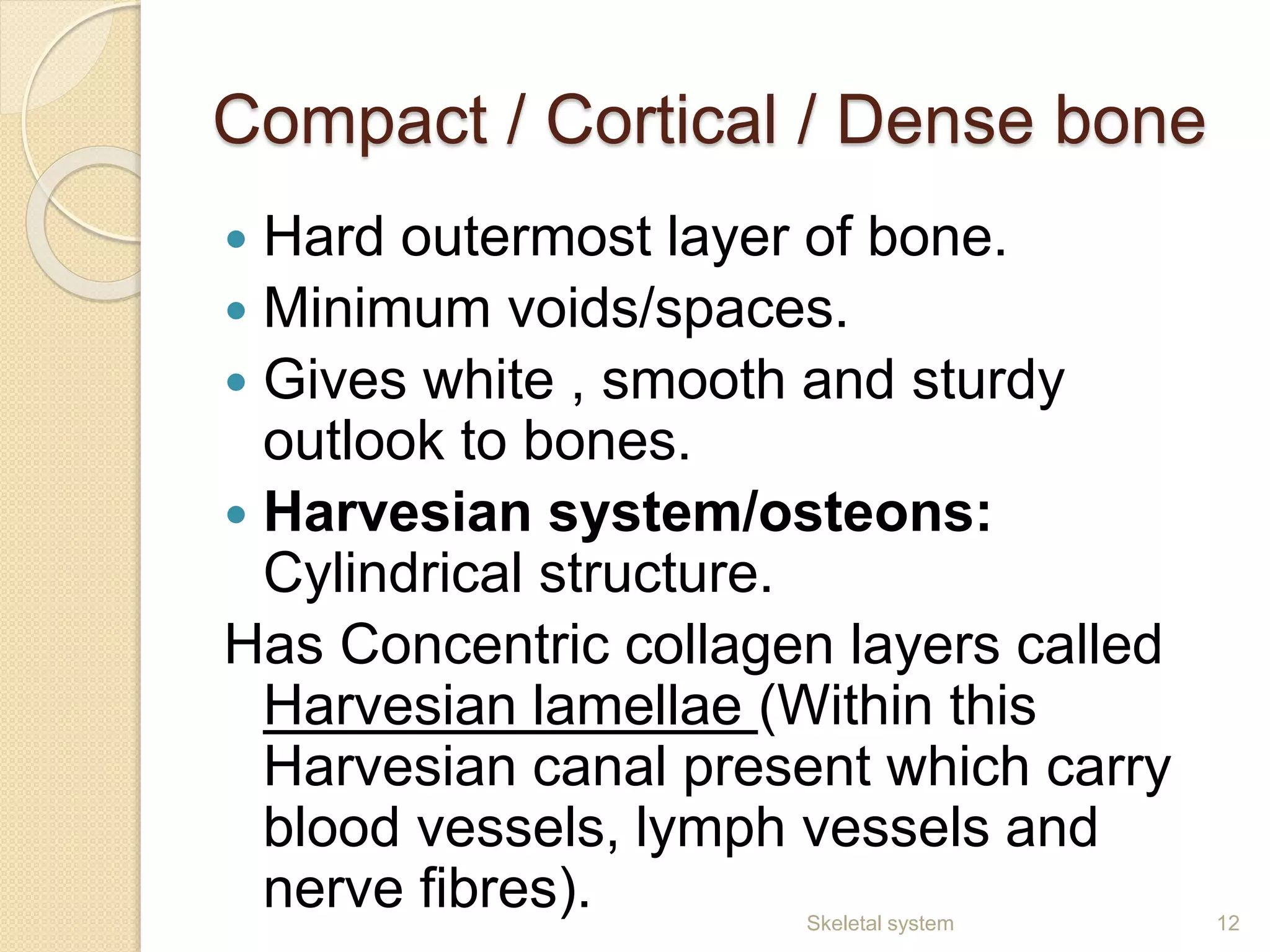 Compact / Cortical / Dense bone
 Hard outermost layer of bone.
 Minimum voids/spaces.
 Gives white , smooth and sturdy
outlook to bones.
 Harvesian system/osteons:
Cylindrical structure.
Has Concentric collagen layers called
Harvesian lamellae (Within this
Harvesian canal present which carry
blood vessels, lymph vessels and
nerve fibres). 12Skeletal system
 