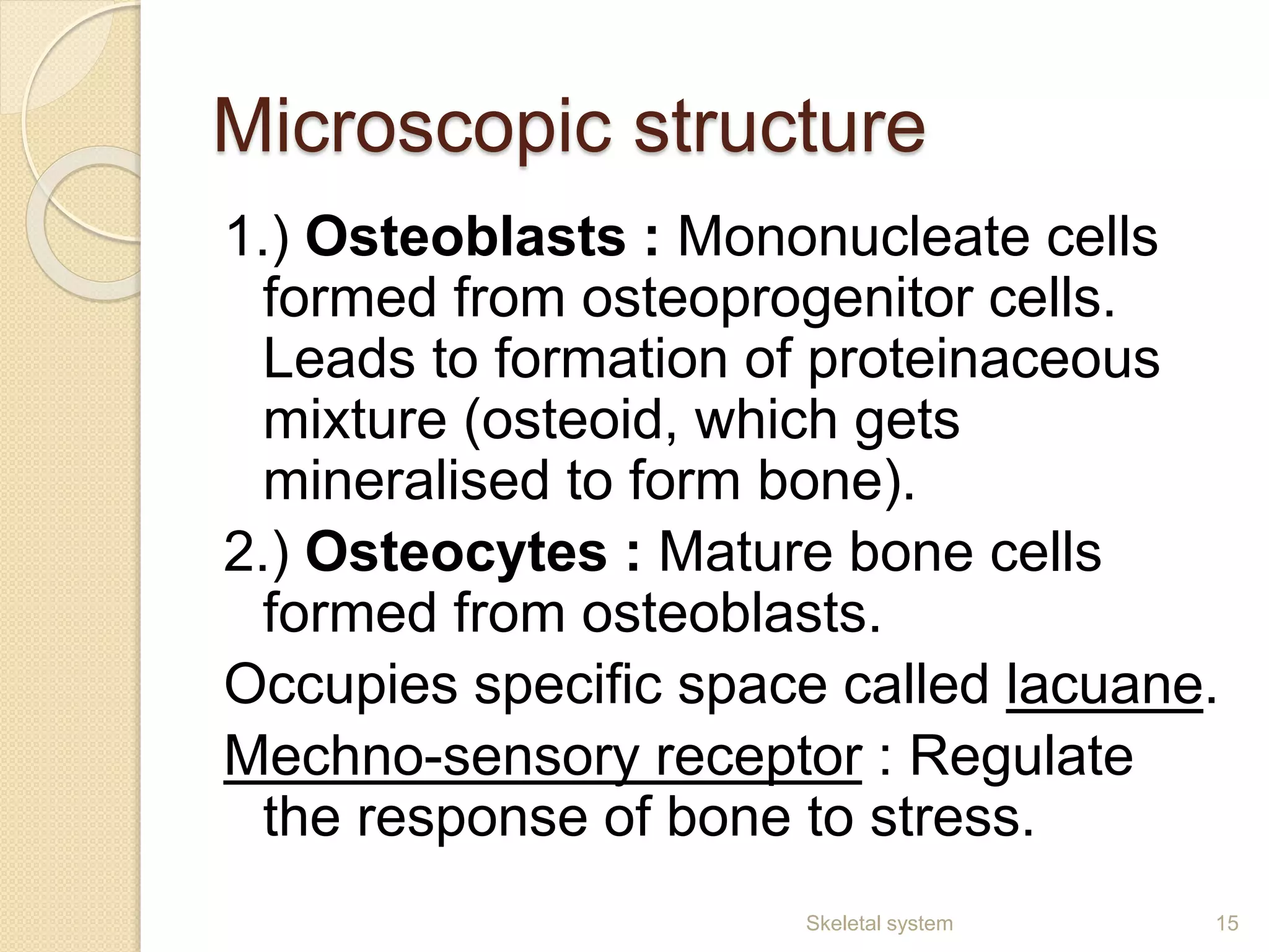 Microscopic structure
1.) Osteoblasts : Mononucleate cells
formed from osteoprogenitor cells.
Leads to formation of proteinaceous
mixture (osteoid, which gets
mineralised to form bone).
2.) Osteocytes : Mature bone cells
formed from osteoblasts.
Occupies specific space called lacuane.
Mechno-sensory receptor : Regulate
the response of bone to stress.
15Skeletal system
 