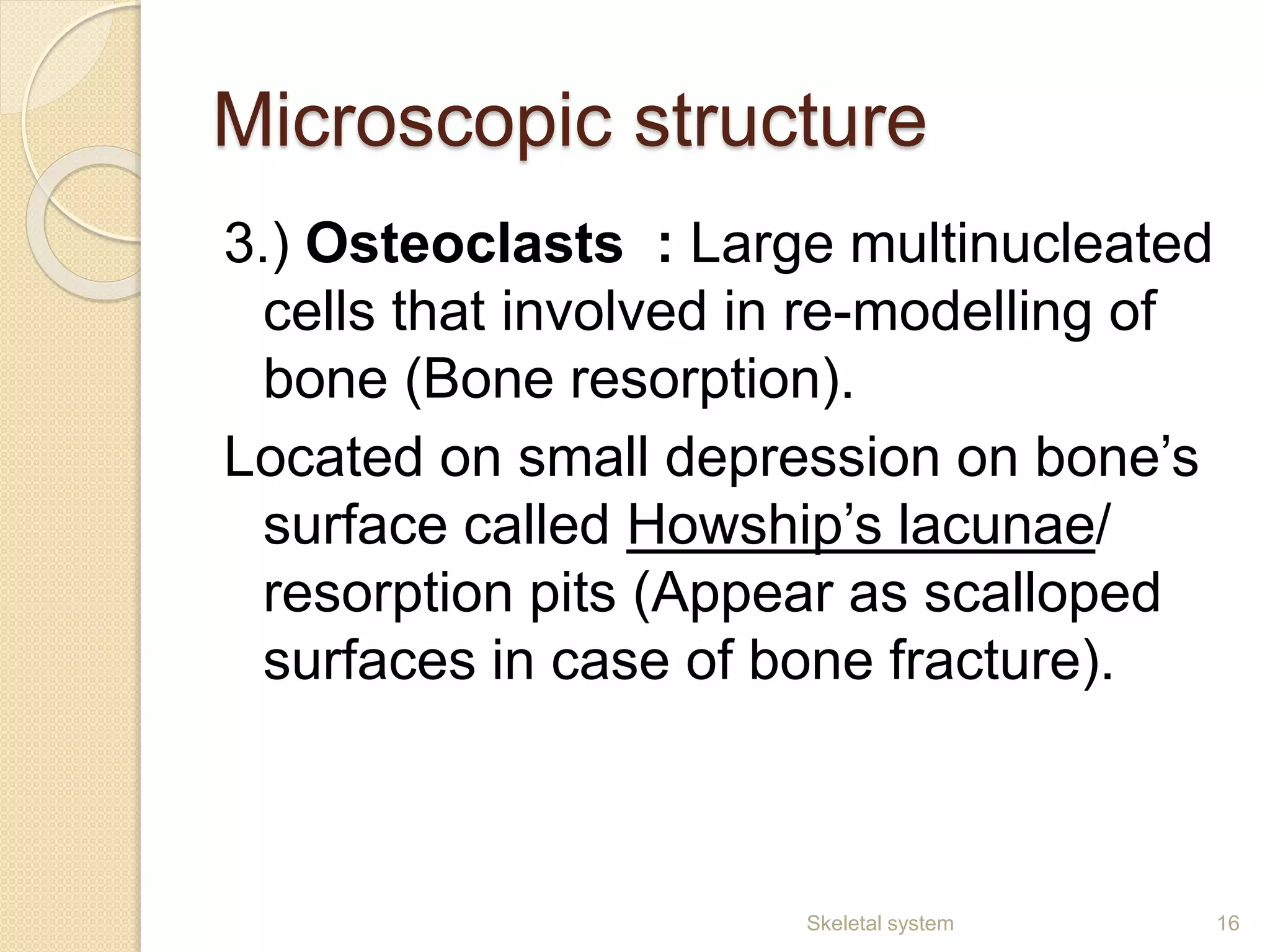 Microscopic structure
3.) Osteoclasts : Large multinucleated
cells that involved in re-modelling of
bone (Bone resorption).
Located on small depression on bone’s
surface called Howship’s lacunae/
resorption pits (Appear as scalloped
surfaces in case of bone fracture).
16Skeletal system
 