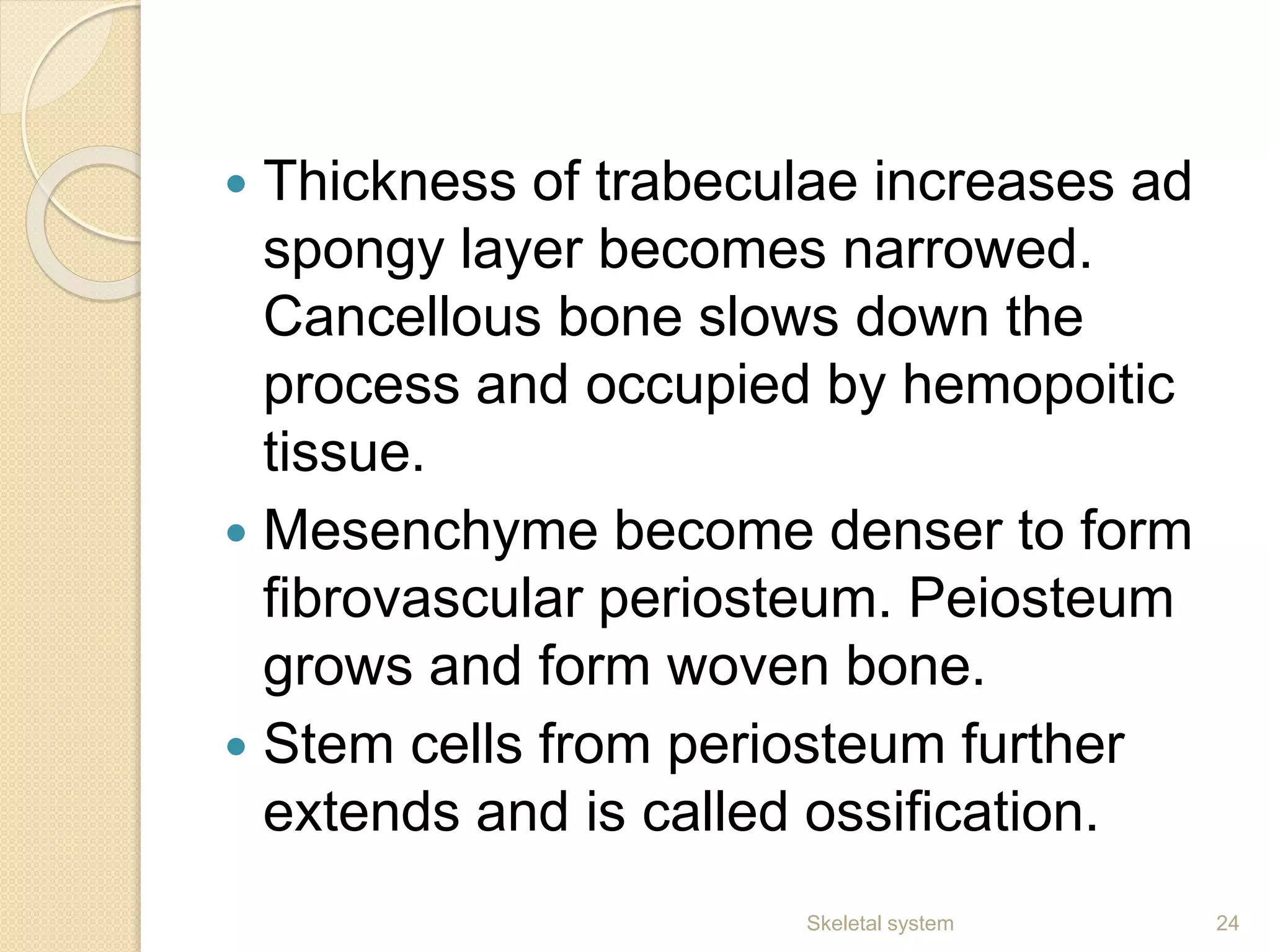  Thickness of trabeculae increases ad
spongy layer becomes narrowed.
Cancellous bone slows down the
process and occupied by hemopoitic
tissue.
 Mesenchyme become denser to form
fibrovascular periosteum. Peiosteum
grows and form woven bone.
 Stem cells from periosteum further
extends and is called ossification.
24Skeletal system
 