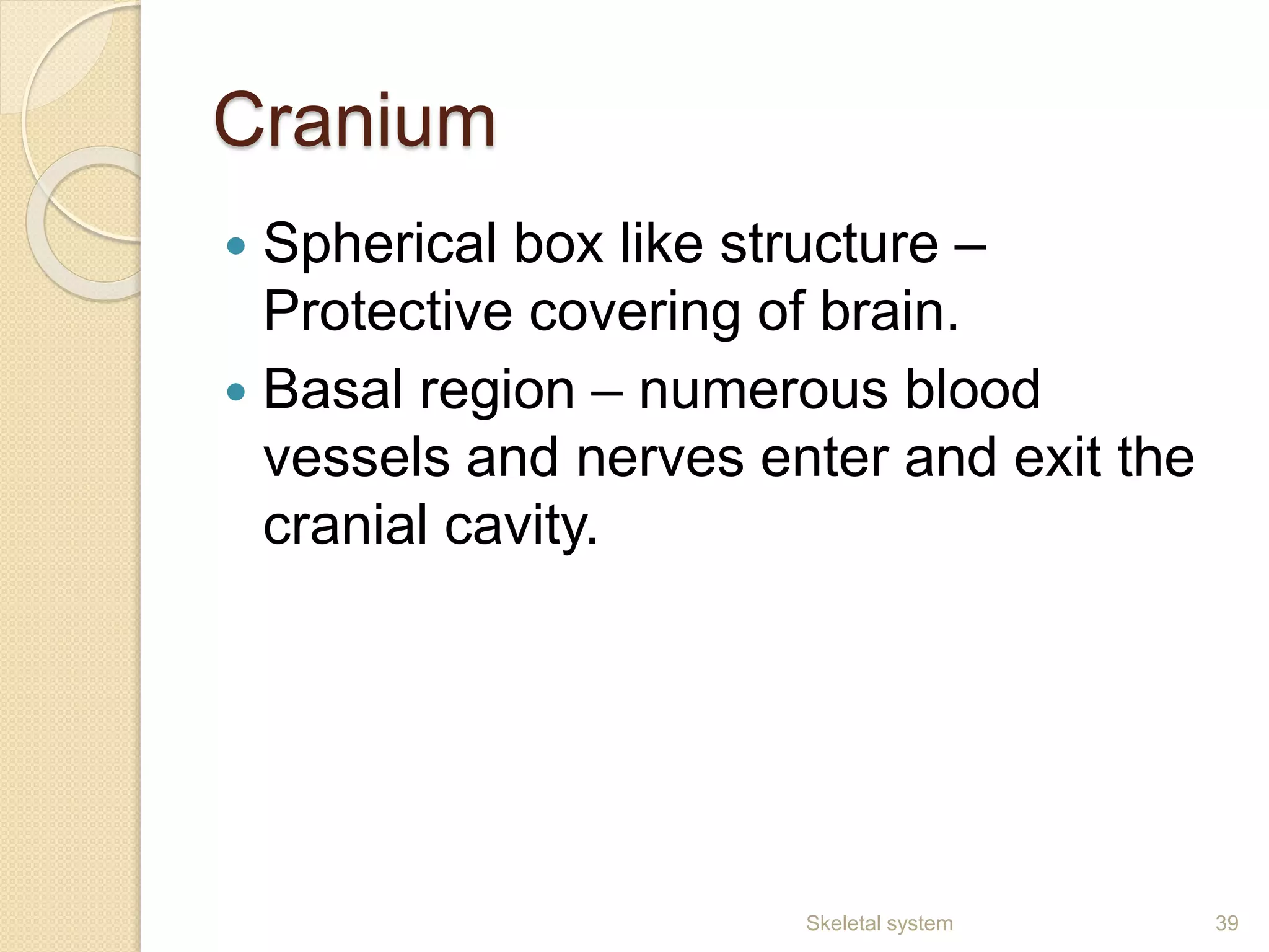 Cranium
 Spherical box like structure –
Protective covering of brain.
 Basal region – numerous blood
vessels and nerves enter and exit the
cranial cavity.
39Skeletal system
 