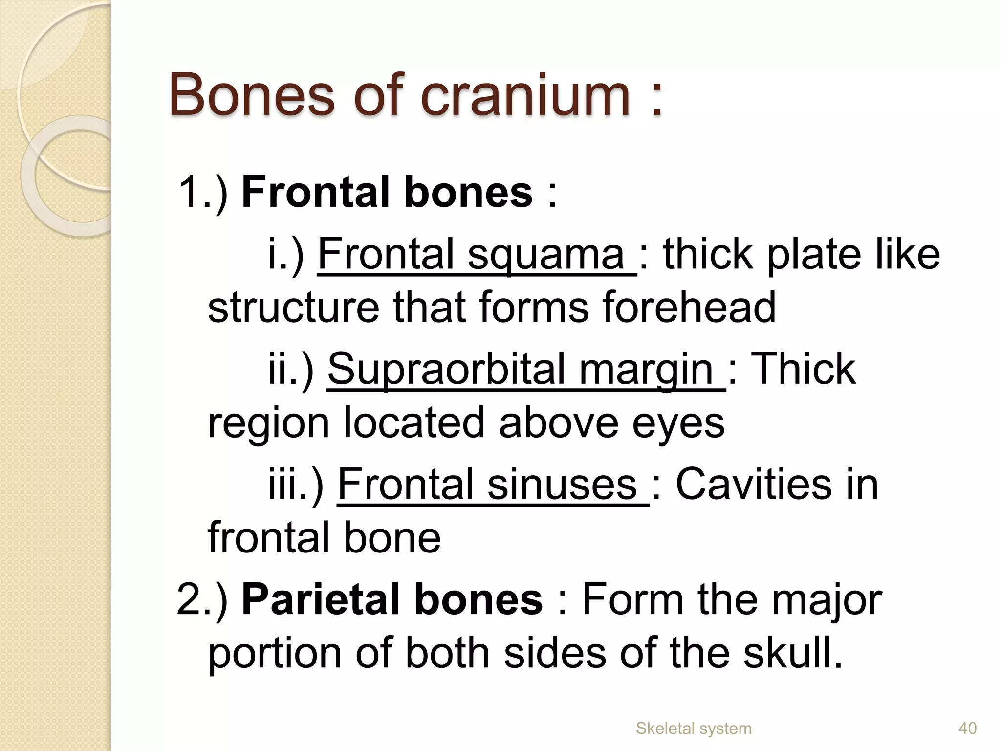 Bones of cranium :
1.) Frontal bones :
i.) Frontal squama : thick plate like
structure that forms forehead
ii.) Supraorbital margin : Thick
region located above eyes
iii.) Frontal sinuses : Cavities in
frontal bone
2.) Parietal bones : Form the major
portion of both sides of the skull.
40Skeletal system
 