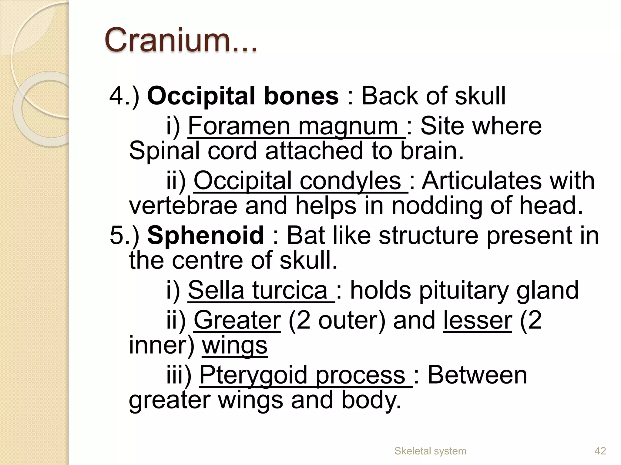 Cranium...
4.) Occipital bones : Back of skull
i) Foramen magnum : Site where
Spinal cord attached to brain.
ii) Occipital condyles : Articulates with
vertebrae and helps in nodding of head.
5.) Sphenoid : Bat like structure present in
the centre of skull.
i) Sella turcica : holds pituitary gland
ii) Greater (2 outer) and lesser (2
inner) wings
iii) Pterygoid process : Between
greater wings and body.
42Skeletal system
 