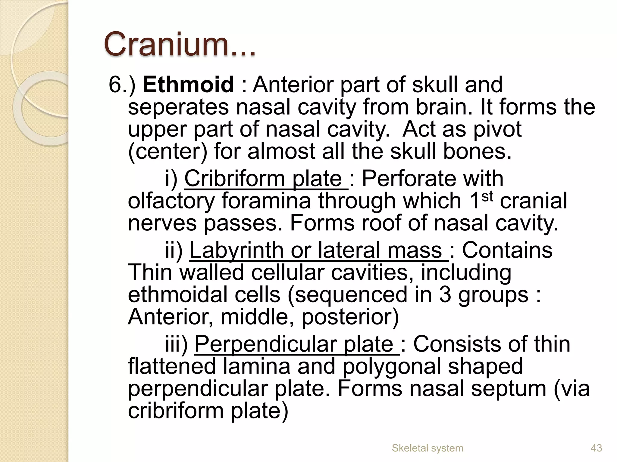 Cranium...
6.) Ethmoid : Anterior part of skull and
seperates nasal cavity from brain. It forms the
upper part of nasal cavity. Act as pivot
(center) for almost all the skull bones.
i) Cribriform plate : Perforate with
olfactory foramina through which 1st cranial
nerves passes. Forms roof of nasal cavity.
ii) Labyrinth or lateral mass : Contains
Thin walled cellular cavities, including
ethmoidal cells (sequenced in 3 groups :
Anterior, middle, posterior)
iii) Perpendicular plate : Consists of thin
flattened lamina and polygonal shaped
perpendicular plate. Forms nasal septum (via
cribriform plate)
43Skeletal system
 