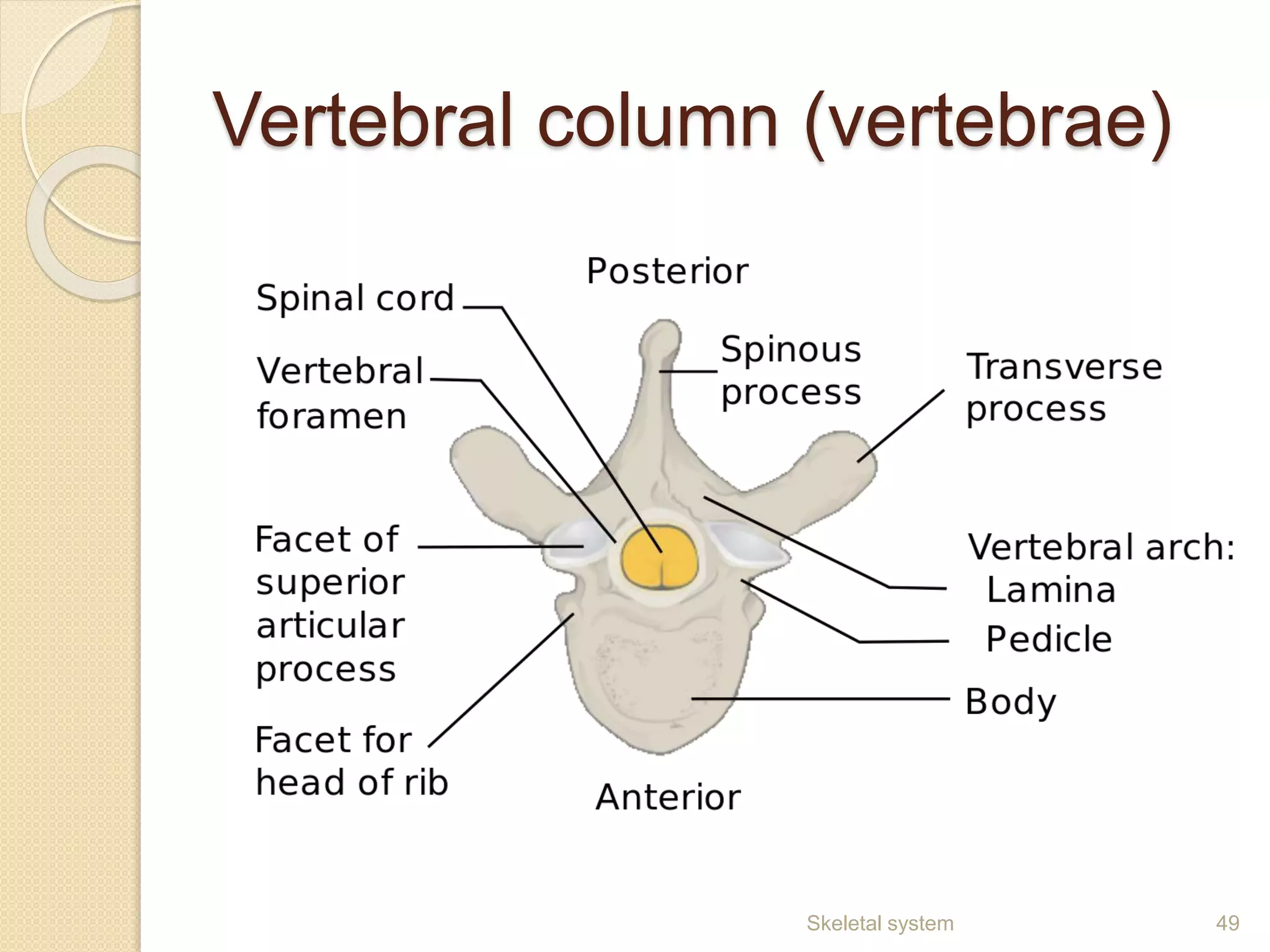 Vertebral column (vertebrae)
49Skeletal system
 
