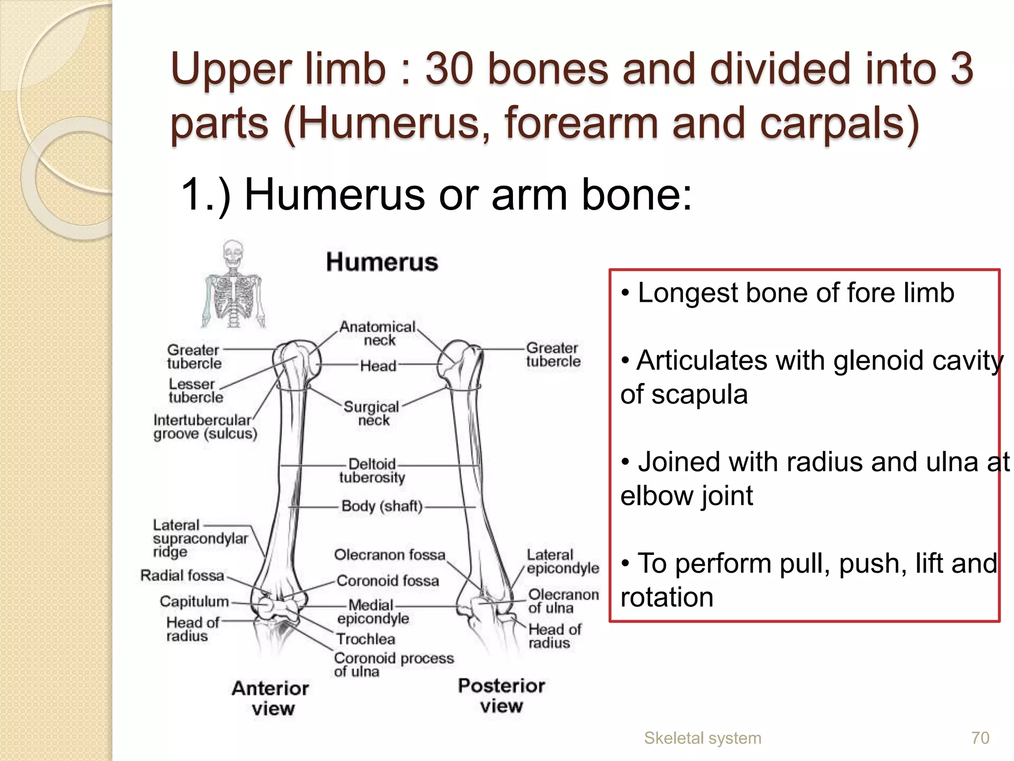 Upper limb : 30 bones and divided into 3
parts (Humerus, forearm and carpals)
1.) Humerus or arm bone:
70Skeletal system
• Longest bone of fore limb
• Articulates with glenoid cavity
of scapula
• Joined with radius and ulna at
elbow joint
• To perform pull, push, lift and
rotation
 