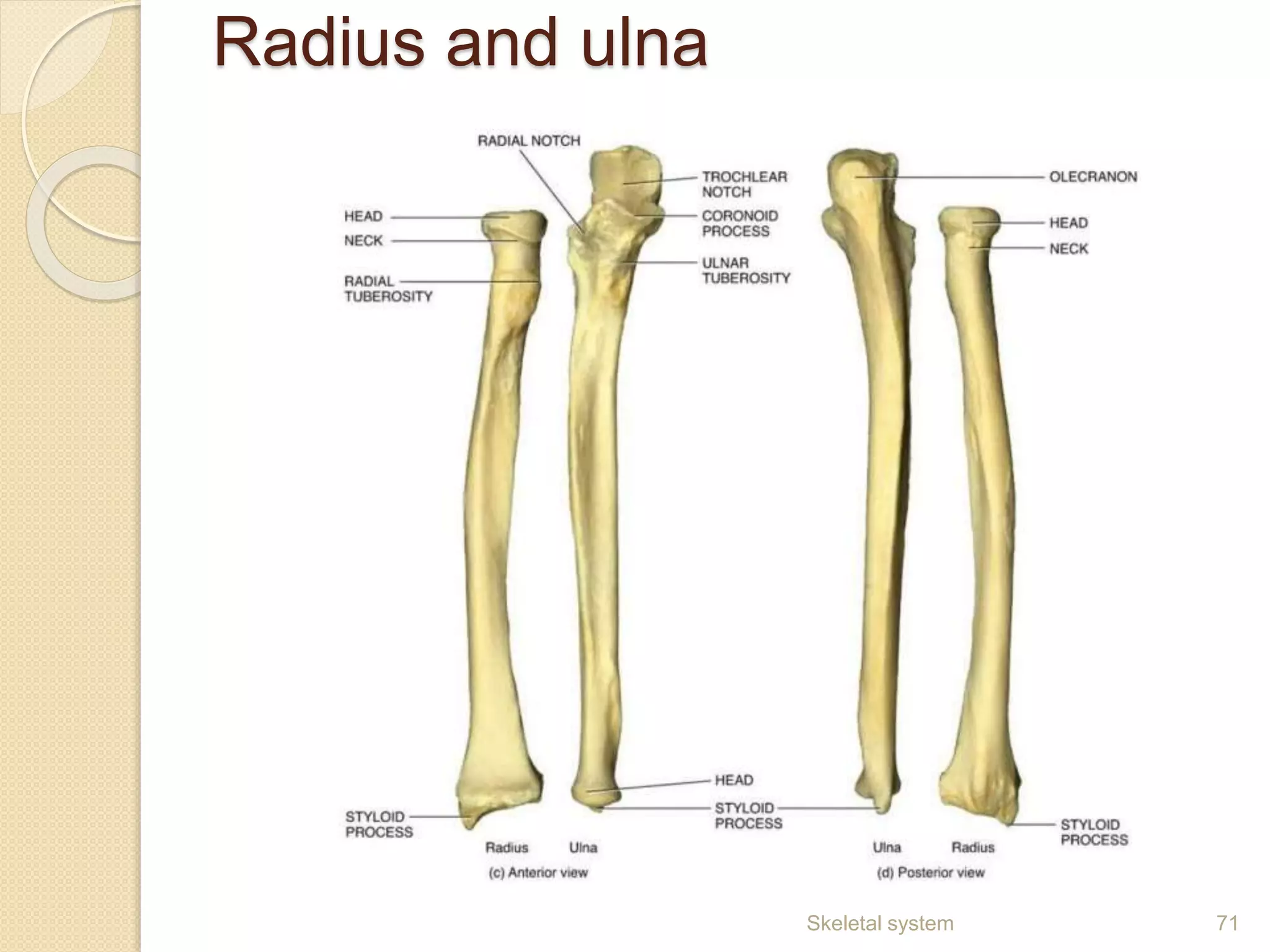 Radius and ulna
Skeletal system 71
 