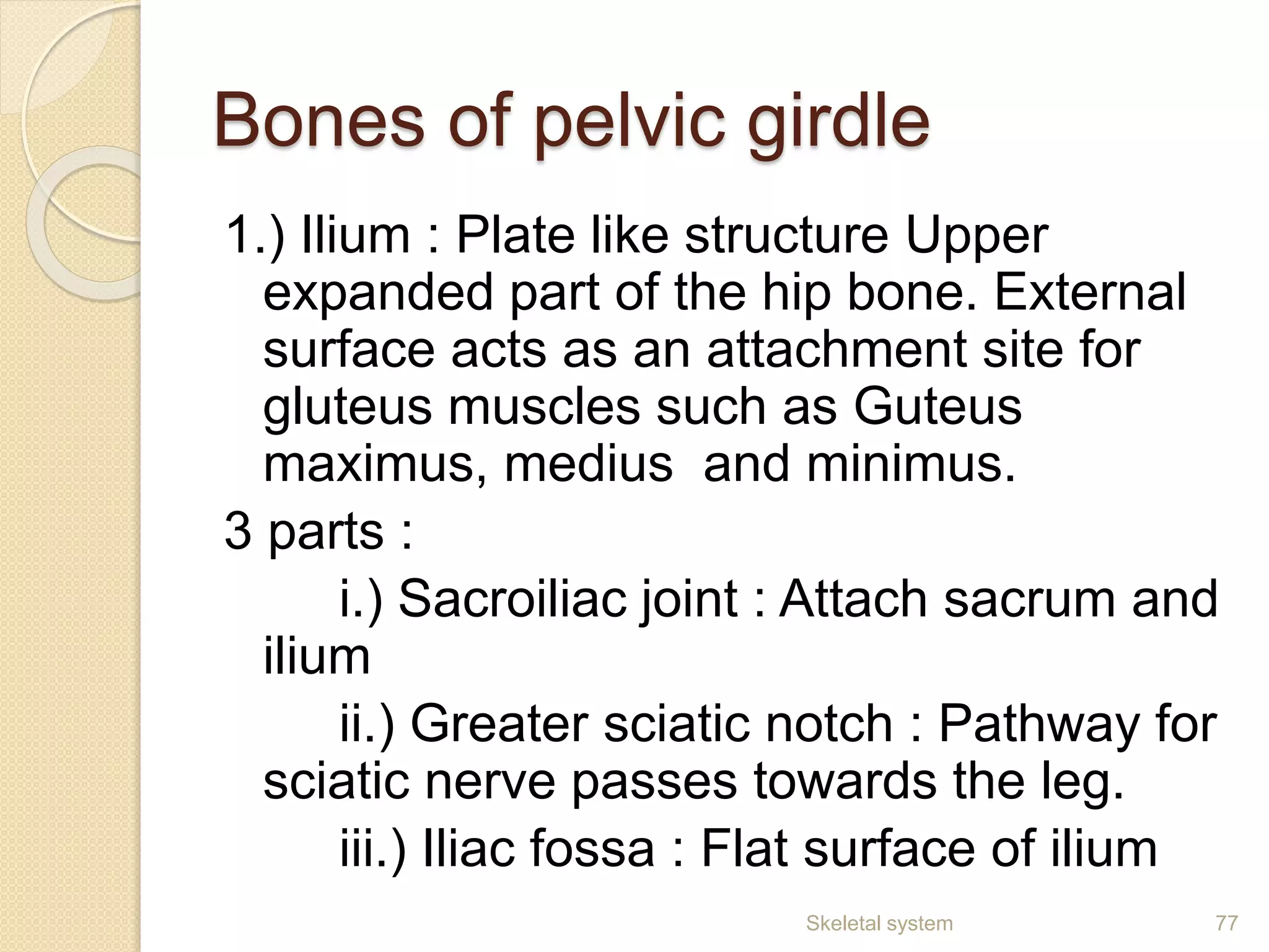 Bones of pelvic girdle
1.) Ilium : Plate like structure Upper
expanded part of the hip bone. External
surface acts as an attachment site for
gluteus muscles such as Guteus
maximus, medius and minimus.
3 parts :
i.) Sacroiliac joint : Attach sacrum and
ilium
ii.) Greater sciatic notch : Pathway for
sciatic nerve passes towards the leg.
iii.) Iliac fossa : Flat surface of ilium
Skeletal system 77
 