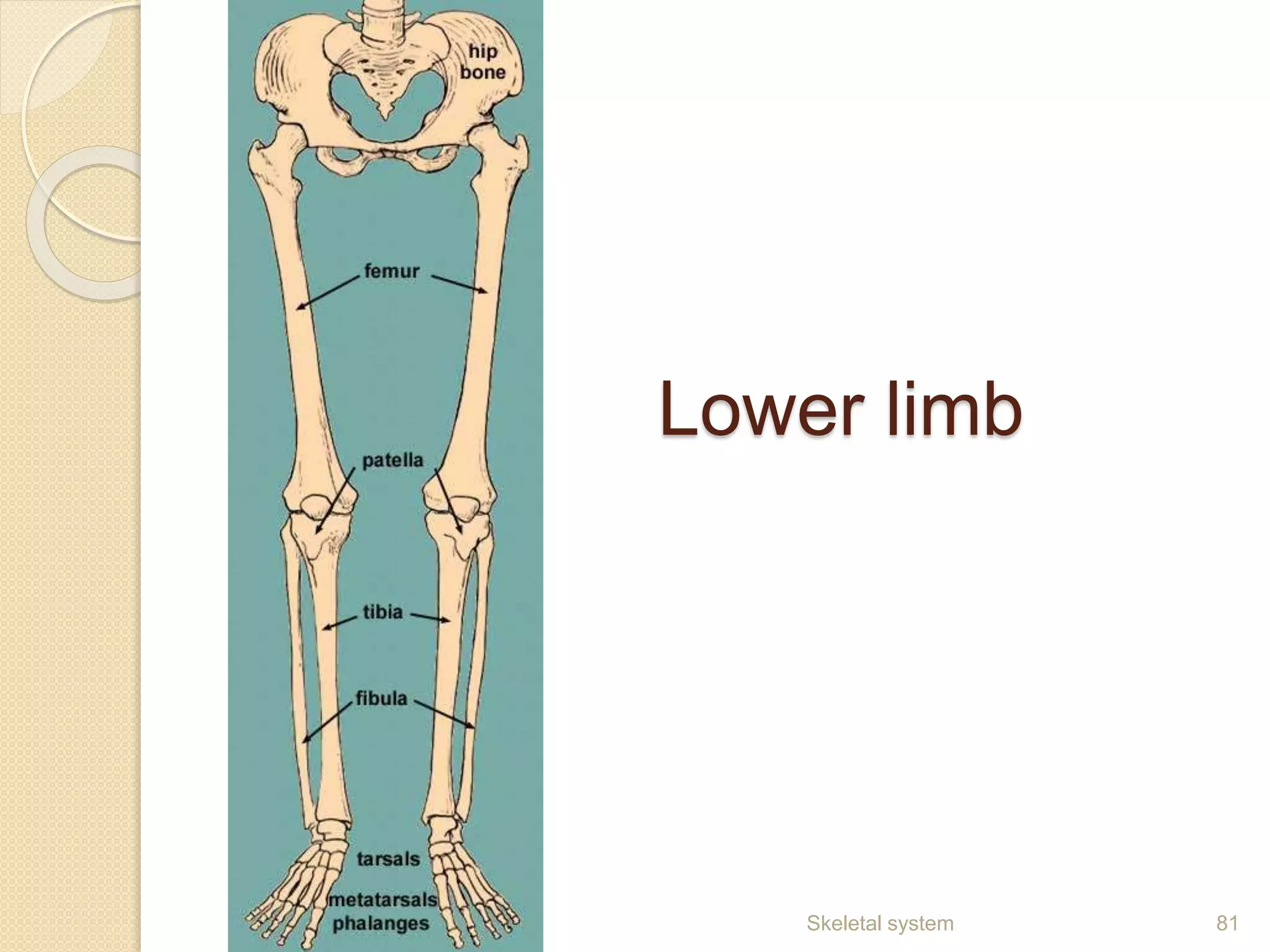 Lower limb
Skeletal system 81
 