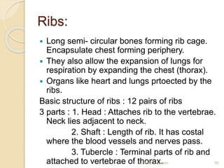 Two Adject Ribs Skeletal system | PPTX
