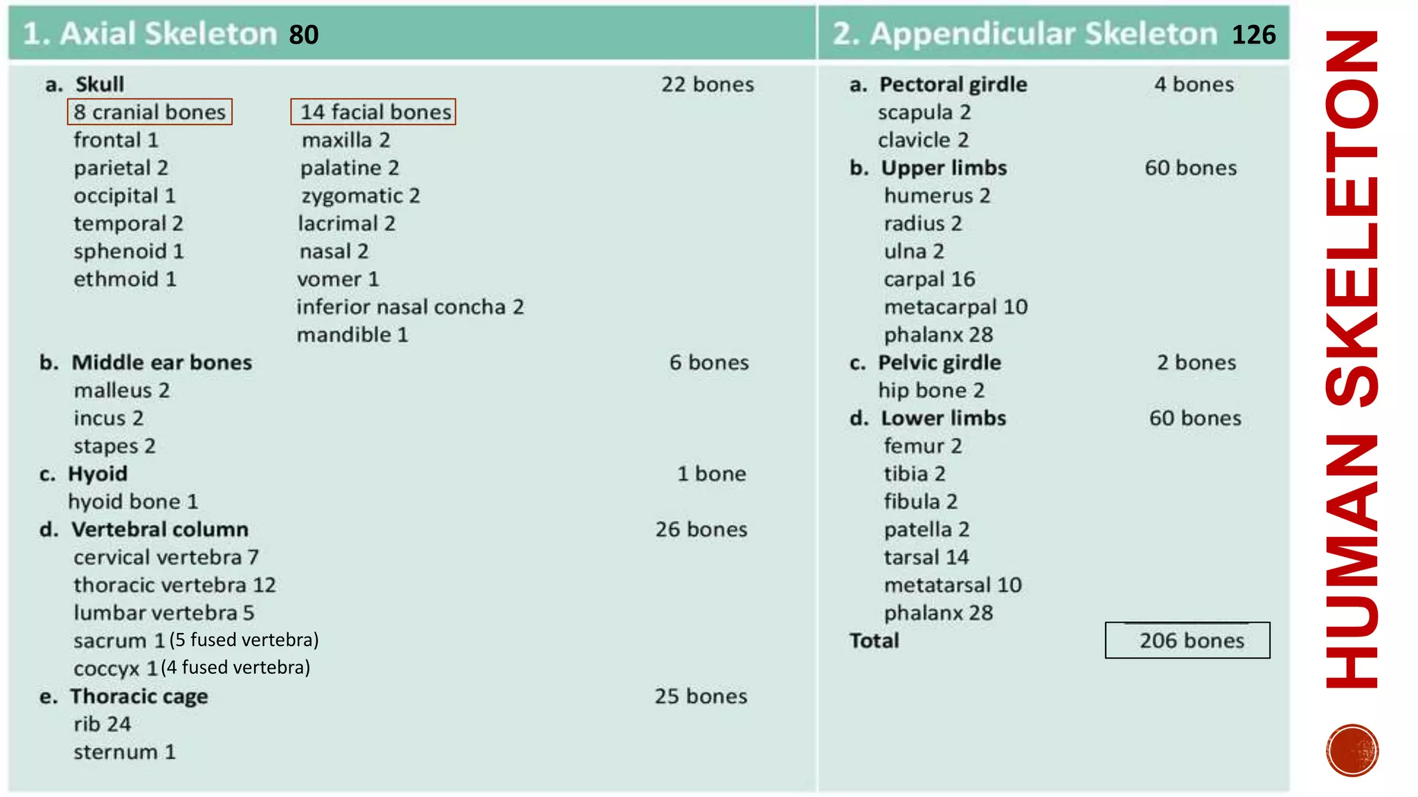 Skeletal system | PPT