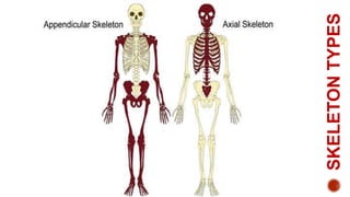 Skeletal system | PPTX