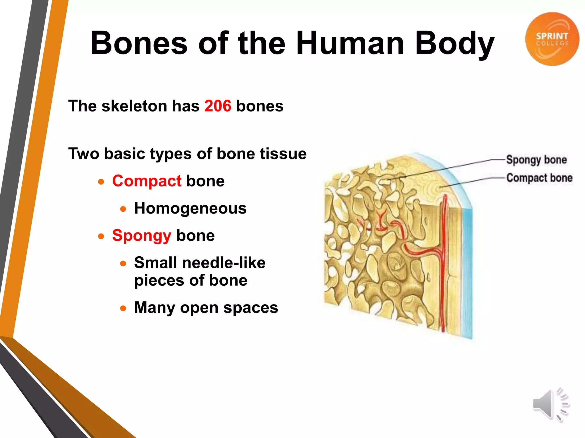 Skeletal System Composition Of Bone 2 Types Of Bone Tissue