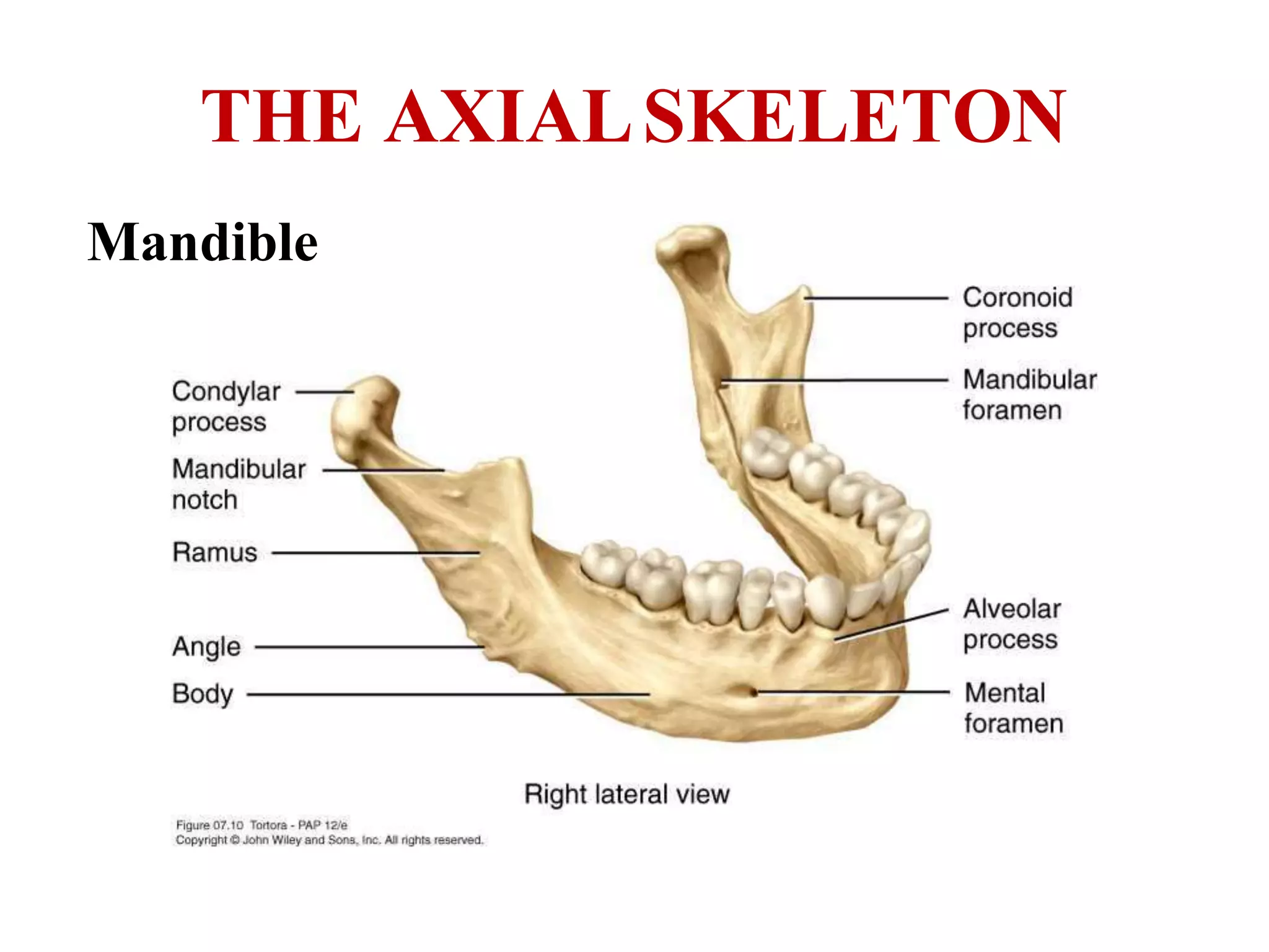THE AXIALSKELETON
Mandible
 