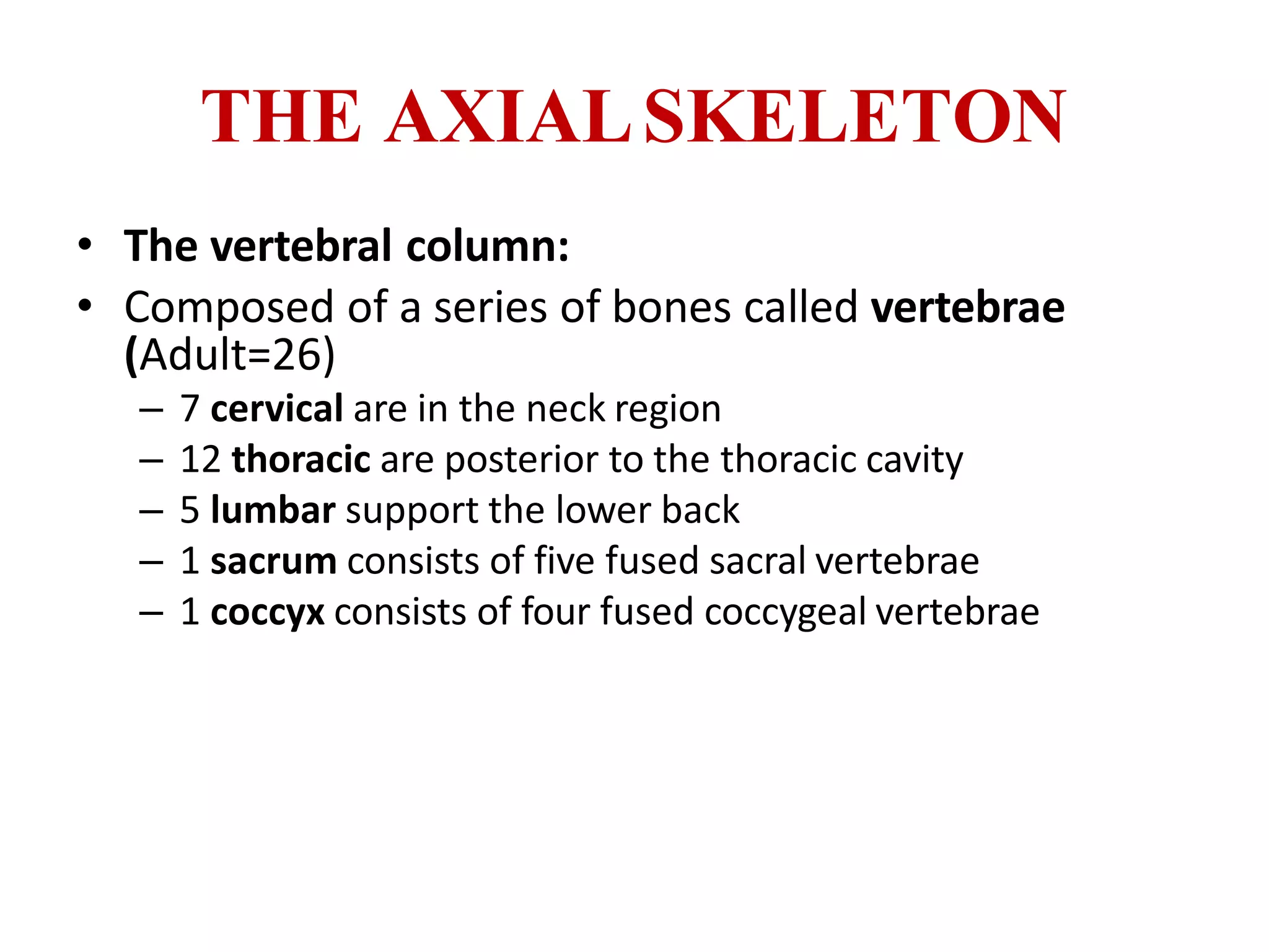 THE AXIALSKELETON
• The vertebral column:
• Composed of a series of bones called vertebrae
(Adult=26)
– 7 cervical are in the neck region
– 12 thoracic are posterior to the thoracic cavity
– 5 lumbar support the lower back
– 1 sacrum consists of five fused sacral vertebrae
– 1 coccyx consists of four fused coccygeal vertebrae
 