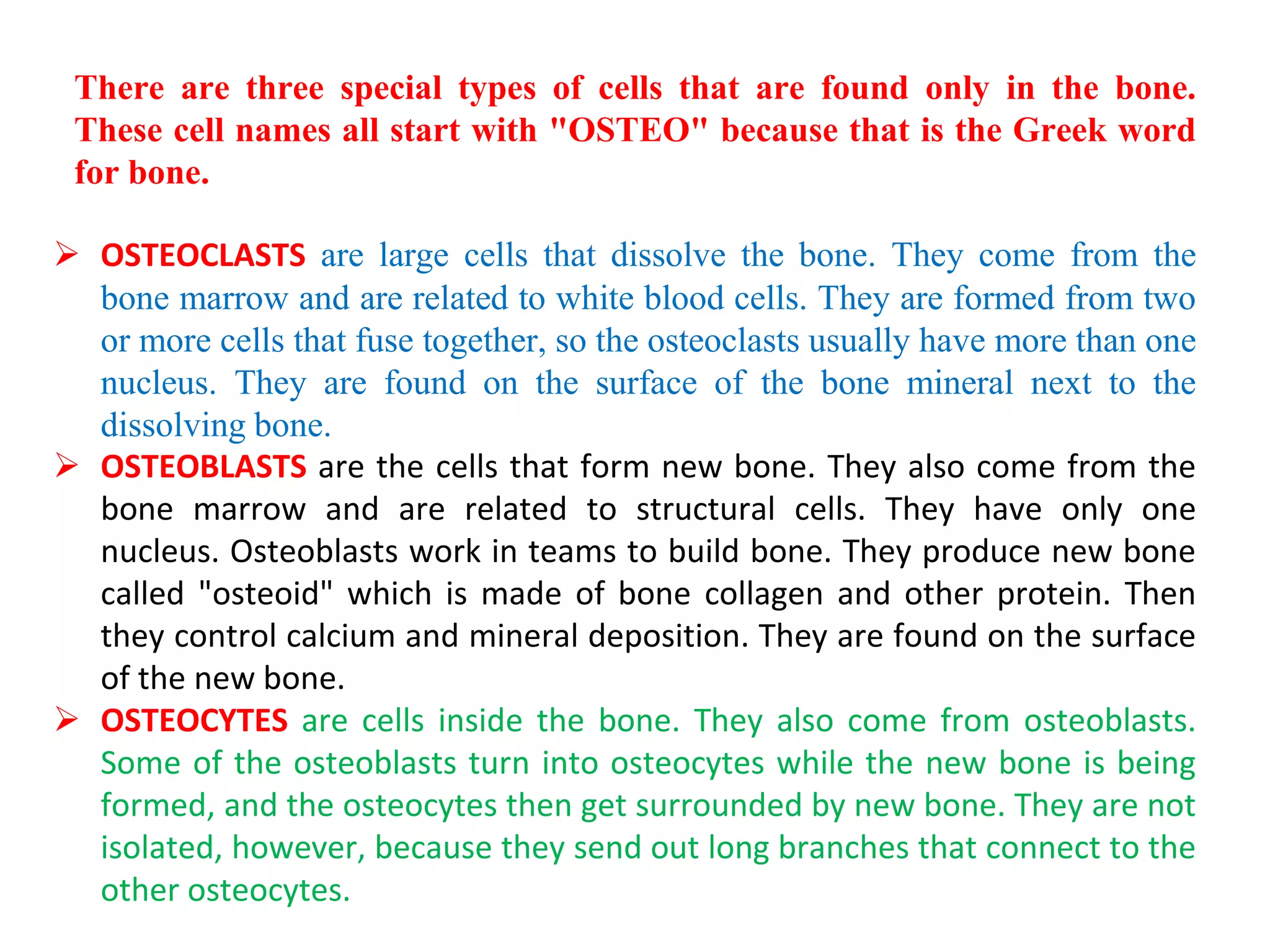 There are three special types of cells that are found only in the bone.
These cell names all start with "OSTEO" because that is the Greek word
for bone.
 OSTEOCLASTS are large cells that dissolve the bone. They come from the
bone marrow and are related to white blood cells. They are formed from two
or more cells that fuse together, so the osteoclasts usually have more than one
nucleus. They are found on the surface of the bone mineral next to the
dissolving bone.
 OSTEOBLASTS are the cells that form new bone. They also come from the
bone marrow and are related to structural cells. They have only one
nucleus. Osteoblasts work in teams to build bone. They produce new bone
called "osteoid" which is made of bone collagen and other protein. Then
they control calcium and mineral deposition. They are found on the surface
of the new bone.
 OSTEOCYTES are cells inside the bone. They also come from osteoblasts.
Some of the osteoblasts turn into osteocytes while the new bone is being
formed, and the osteocytes then get surrounded by new bone. They are not
isolated, however, because they send out long branches that connect to the
other osteocytes.
 