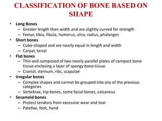 Skeletal system | PPTX