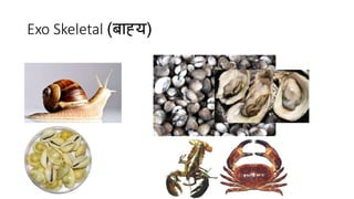 Exo Skeletal (बाह्य)
 