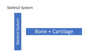 Skeletal System
Skeletal
System
Bone + Cartilage
 