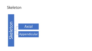 Skeleton
Skeleton
Axial
Appendicular
 